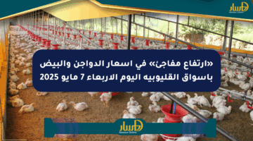 «ارتفاع مفاجئ» في أسعار الدواجن والبيض بأسواق القليوبية اليوم الأربعاء 7 مايو 2025